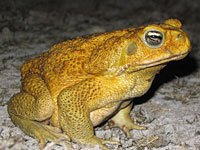 Toad picture