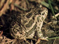 Toad image