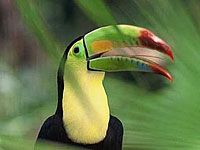 Tucan image