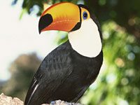 Tucan picture