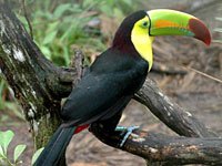 Tucan image