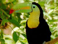 Tucan with a green beak
