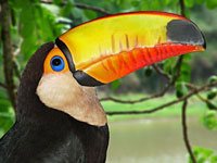 Tucan image