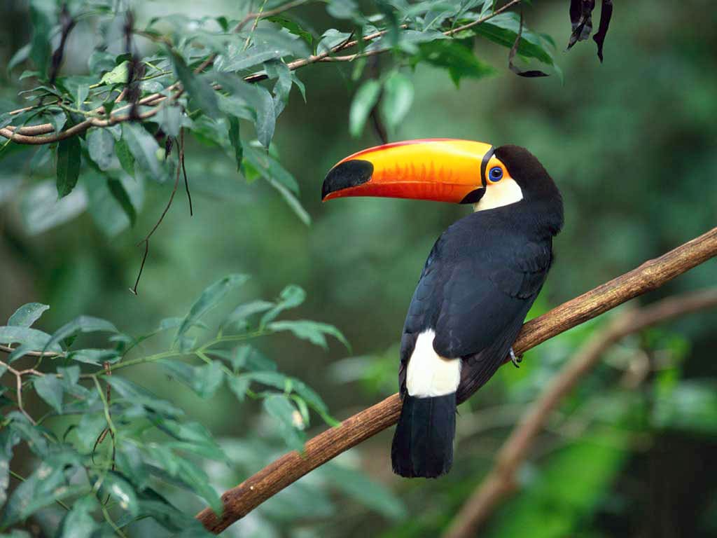 free Tucan wallpaper wallpapers download