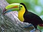 free tucan wallpaper