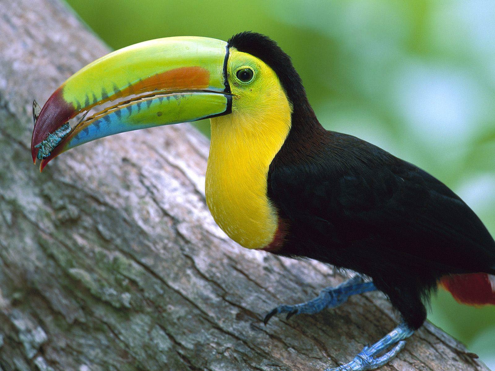 free Tucan wallpaper wallpapers download