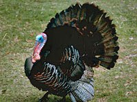 Turkey picture