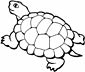 Turtle coloring page