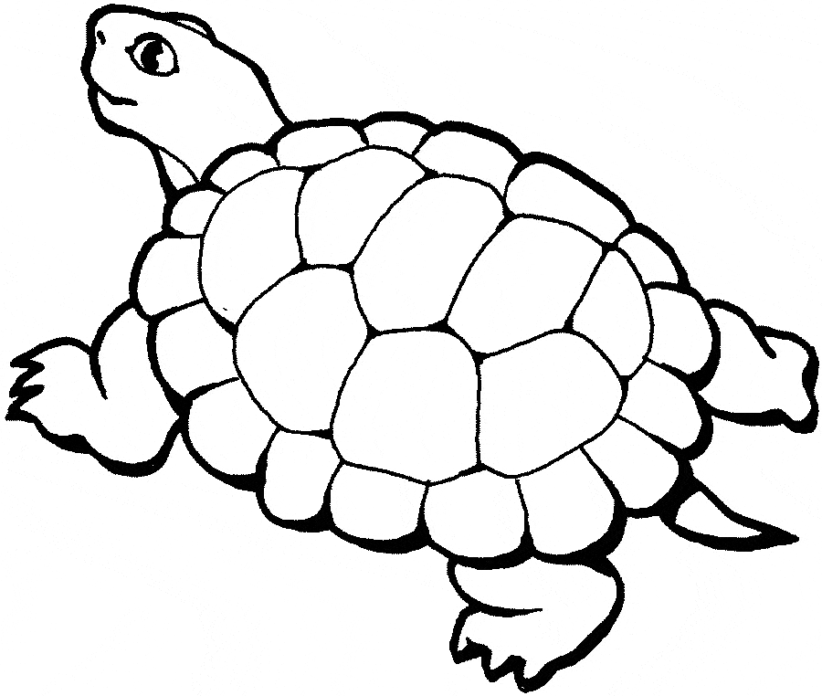 free Turtle coloring page