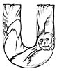 uakari coloring page