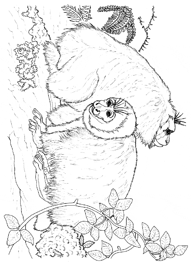 free Uakari coloring page