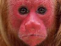 Uakari image