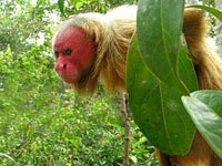 Uakari image