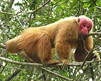 Uakari image