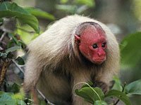 Uakari photo