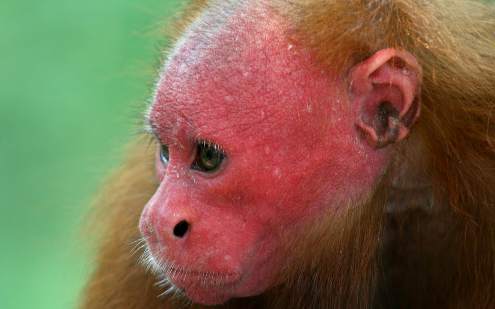 free Uakari wallpaper wallpapers download