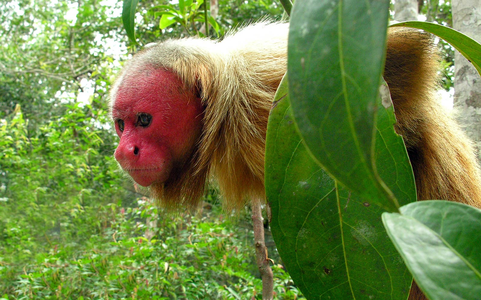 free Uakari wallpaper wallpapers download