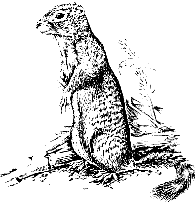 free Uinta Ground Squirrel coloring page
