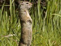 Uinta Ground Squirrel image