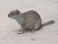 Uinta Ground Squirrel photo