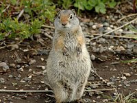 Uinta Ground Squirrel picture