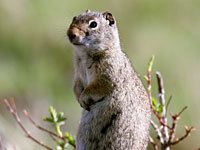 Uinta Ground Squirrel image