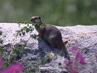 Uinta Ground Squirrel