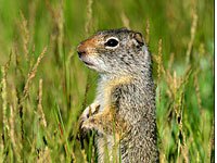 Uinta Ground Squirrel image