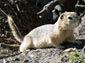 uinta ground squirrel wallpaper