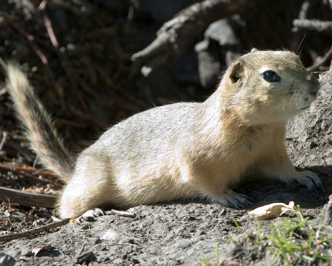 free Uinta Ground Squirrel wallpaper wallpapers download