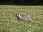 uinta ground squirrel wallpaper