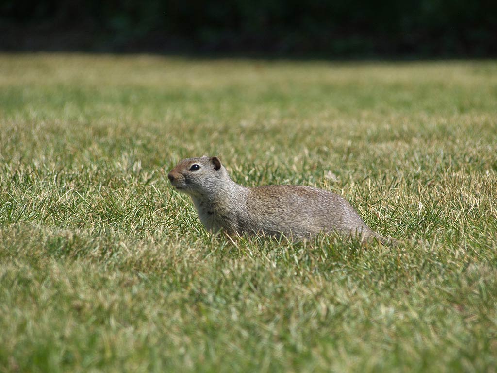 free Uinta Ground Squirrel wallpaper wallpapers download