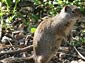 Uinta Ground Squirrel wallpaper