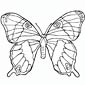 Ulysses Butterfly coloring page