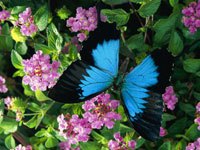 Ulysses Butterfly image