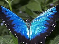 Ulysses Butterfly