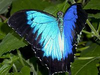 Ulysses Butterfly image