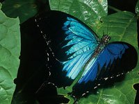 Ulysses Butterfly picture