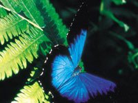 Ulysses Butterfly photo