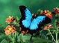 ulysses butterfly