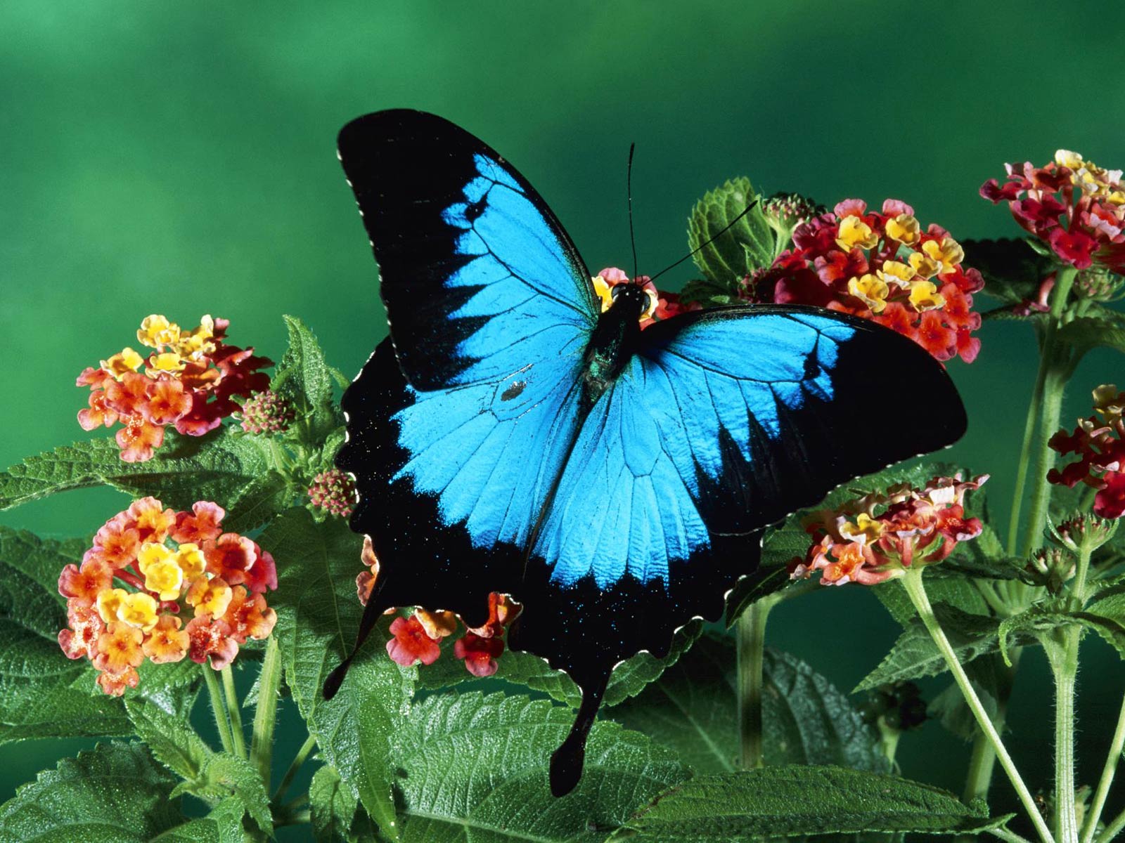 free Ulysses Butterfly wallpaper wallpapers download
