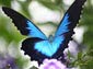 Ulysses Butterfly wallpaper