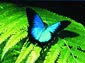 Ulysses Butterfly wallpaper