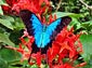 free ulysses butterfly wallpaper