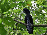 Umbrella Bird image