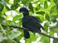 umbrella bird