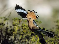 Upupa in flight with a bug in its beak