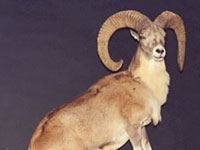 Urial image