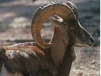 Urial image