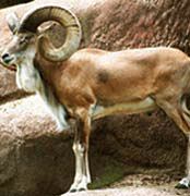 Urial image
